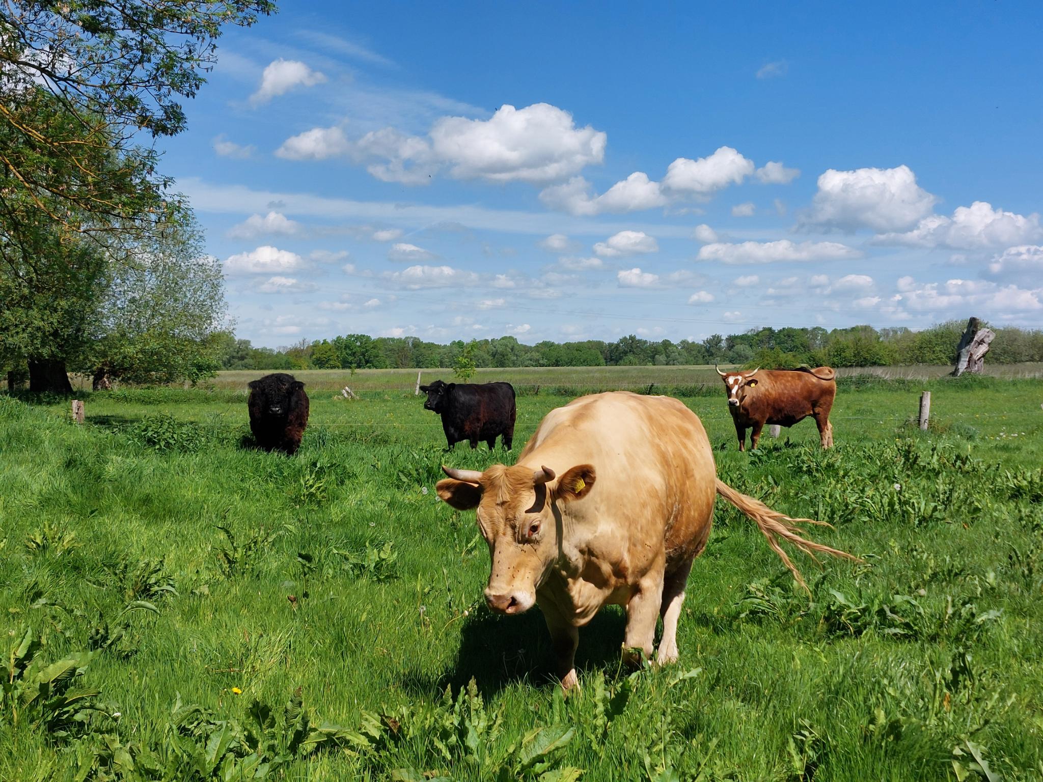 Nothilfe für Wendland-Kühe